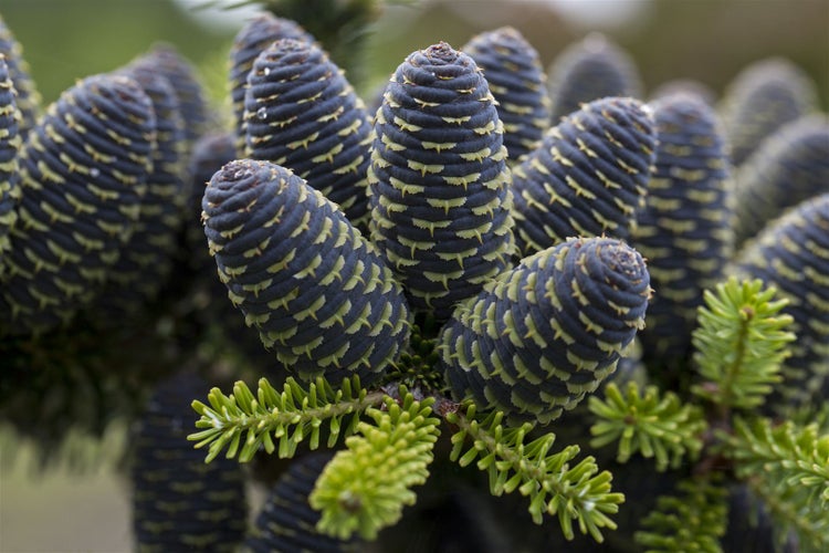 Abies koreana, Koreanische Tanne, 25–30 cm
