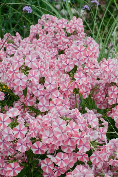 Phlox paniculata 'Peppermint Twist', Flammenblume, rosa-weiß, ca. 11x11 cm Topf