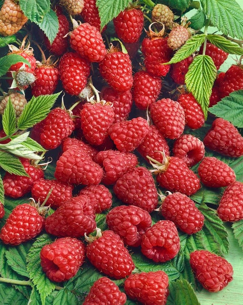 Rubus idaeus 'Malling Promise', Himbeere, 40–60 cm