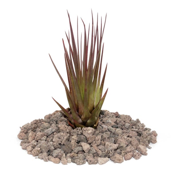 Tillandsie auf Lavasteinen