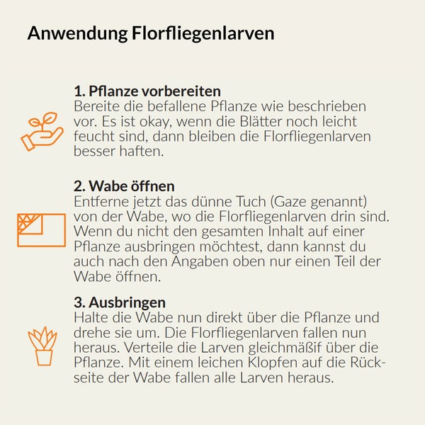 Anleitung zur Anwendung von Florfliegenlarven in drei Schritten.