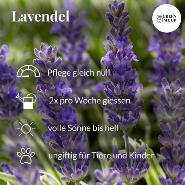 6er Box blaue Lavendel Pflanzen