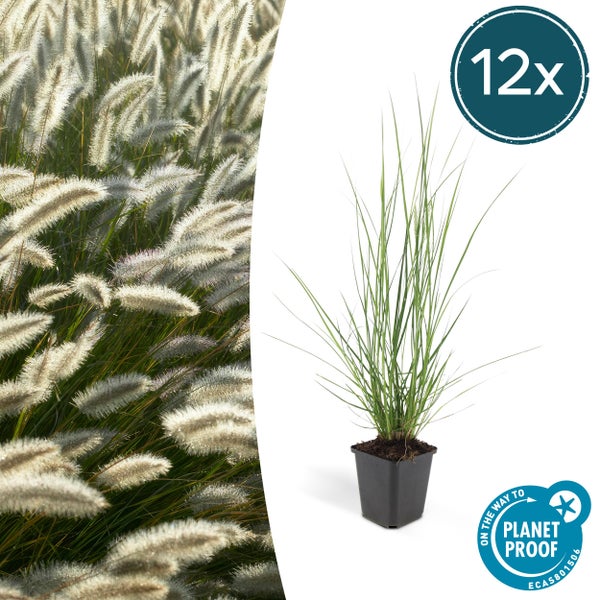 Lampenputzer-Gras - Pennisetum alopecuroides 'Hameln' - 9cm Topf - Set mit 12 Pflanzen