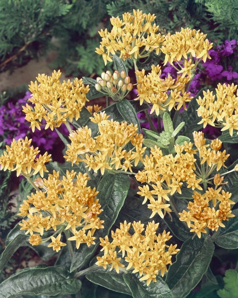 Asclepias tuberosa, Schmetterlingsblume, orange, ca. 9x9 cm Topf