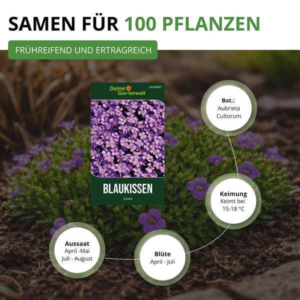 Samen für 100 Blaukissen Aubrieta Cultorum, frühreifend und ertragreich, Informationen zu Aussaat, Blütezeit und Keimung bei 15 bis 18 Grad.