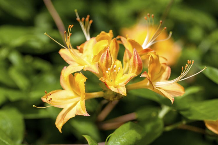 Rhododendron viscosum, Sumpf-Rhododendron, weiß, 50–60 cm