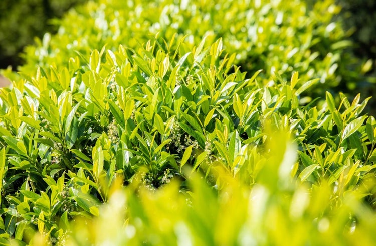 Nahaufnahme einer blühenden Lorbeerkirsche mit glänzenden Blättern als dichte Heckenpflanze im Garten.