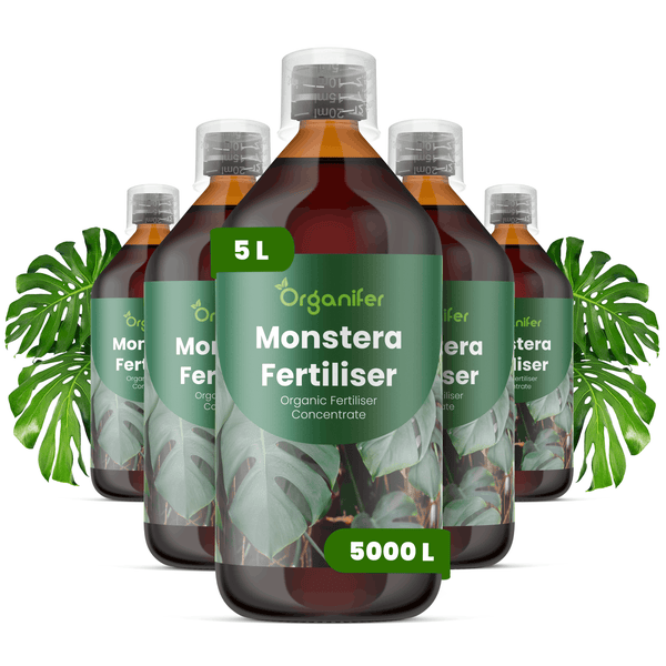 Organifer Monstera Dünger, organisches Düngerkonzentrat, Set aus fünf Flaschen mit insgesamt fünf Litern und Dosierkappen.
