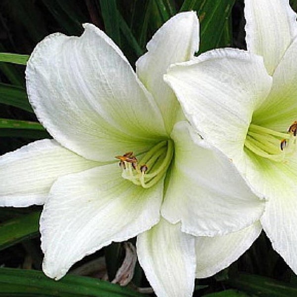 Nahaufnahme einer weißen Amaryllisblüte