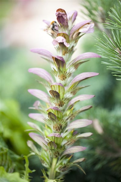 Acanthus hungaricus, Bärenklau, ca. 9x9 cm Topf, dekorativ