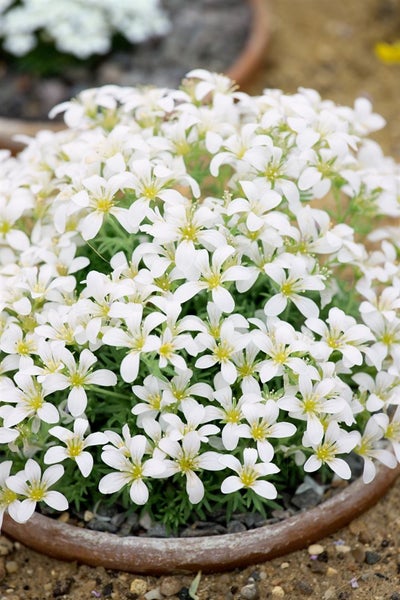 Saxifraga cespitosa 'Findling', Polster-Steinbrech, ca. 9x9 cm Topf