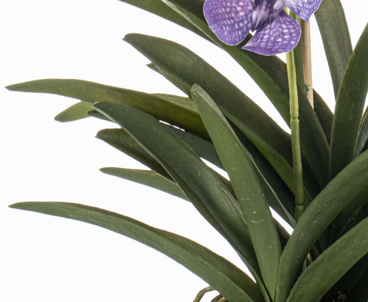 Nahaufnahme einer Orchidee mit grünen, schwertförmigen Blättern und einer lila gemusterten Blüte an einem Stützstab.