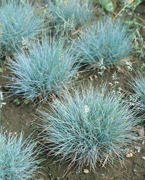 Mehrere Büsche Blauschwingelgras im Gartenbeet