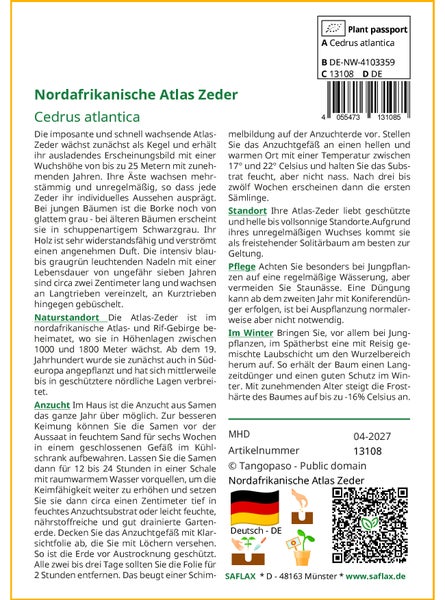 SAFLAX Garden to go - Nordafrikanische Atlas Zeder - Cedrus atlantica - 20 Samen - Mit Topf, Klima - Deckel und Anzuchtsubstrat