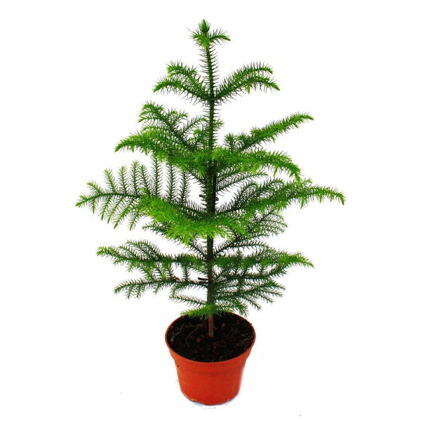 Zimmertanne - Araucaria heterophylla - 15cm Topf - ca. 40-50cm hoch