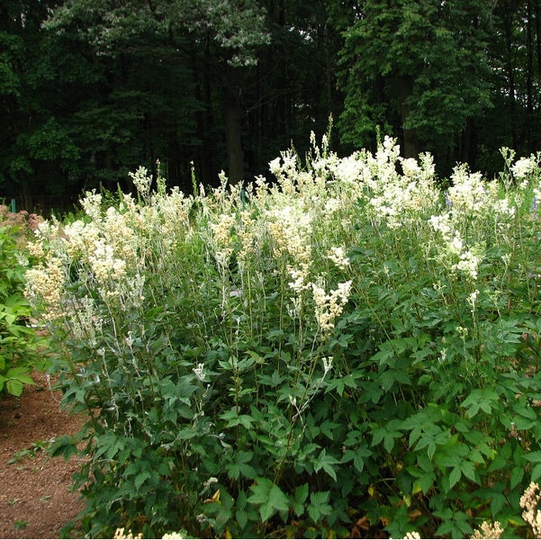 Filipendula kamtschatica im Garten