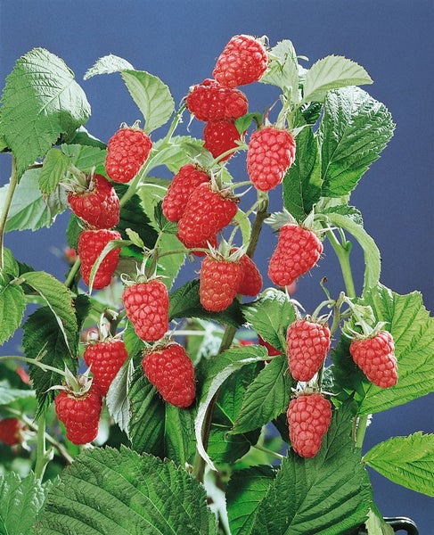 Himbeerpflanze mit vielen reifen Himbeeren und grünen Blättern.