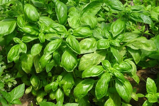 Kräuter-Set „Mittelmeer“, Bio-Jungpflanzen, Garten, 1x  Bio-Rosmarin, 2x Bio-Thymian, 1x Bio-Oregano, 2x Bio-Lavendel, 1x Bio Basilikum, 1x Bio-Petersilie glatt