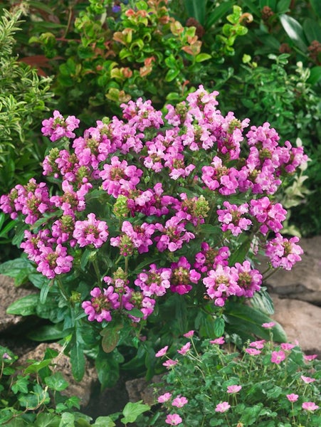 Prunella grandiflora 'Rubra', Großblütige Braunelle, rot, ca. 9x9 cm Topf