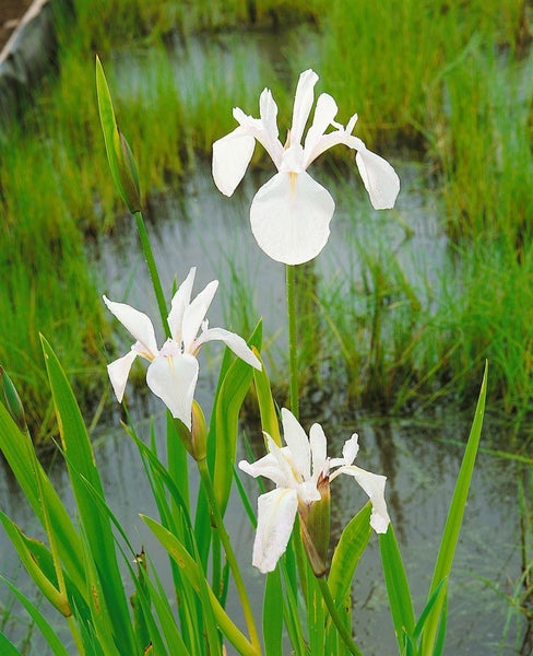 Iris laevigata 'Snowdrift', weiß, ca. 11x11 cm Topf