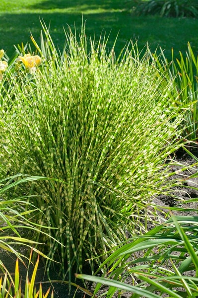 Miscanthus sinensis 'Gold Bar', Ziergras, gestreift, 2-3 Liter Container