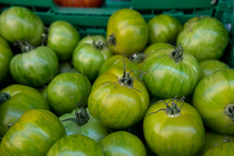 SAFLAX Geschenk Set - BIO - Tomate - Green Zebra - Solanum lycopersicum - 10 Samen - Mit Geschenkbox, Versandaufkleber, Geschenkkarte und Anzuchtsubstrat