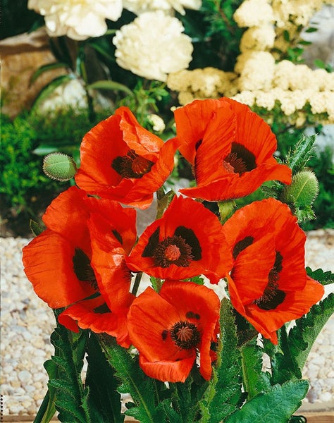 Papaver orientale 'Nana Allegro', Türkischer Mohn, rot, ca. 11x11 cm Topf