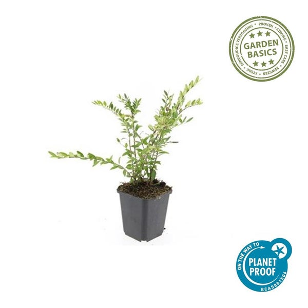 Grüne Pflanze im Topf mit Garden Basics Siegel für einfache Pflege und Planet Proof Siegel für Nachhaltigkeit.