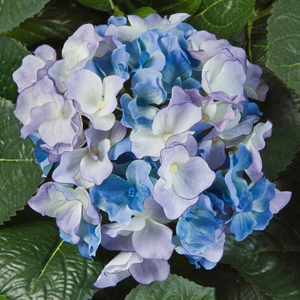 Blaue Bauernhortensie Hydrangea macrophylla mit grünen Blättern.