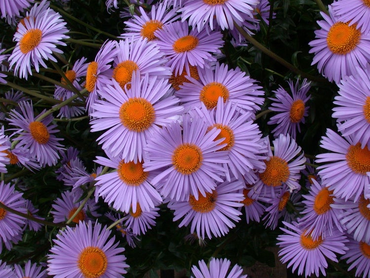 Aster tongolensis 'Wartburgstern', violettblau, ca. 9x9 cm Topf