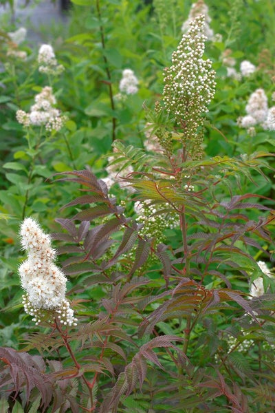 Sorbaria sorbifolia 'Sem', Fiederspiere, buntes Laub, 30–40 cm