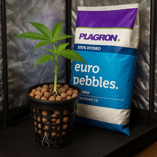 Pflanze in einem Netztopf mit Plagron Euro Pebbles Blähton neben einem Beutel Plagron Euro Pebbles in einem Anbauzelt.