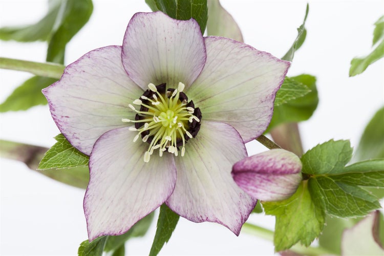 Helleborus orientalis, Lenzrose, cremeweiß, ca. 11x11 cm Topf