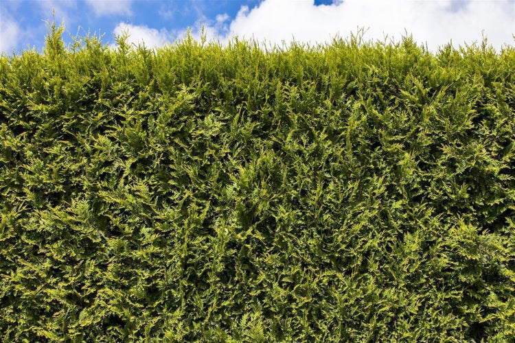 Dicht gewachsene grüne Hecke aus Lebensbäumen als Sichtschutz im Garten unter blauem Himmel.