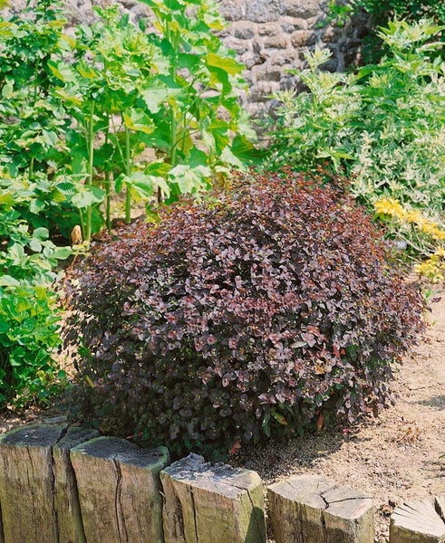 Kugeliger Berberitzenstrauch im Garten