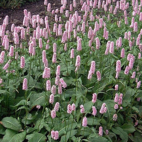 Aussaat von Schlangen-Knöterich Pflanzen im Garten.