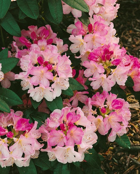 Rhododendron yakushimanum 'Percy Wiseman', rosa-weiß, 30–40 cm