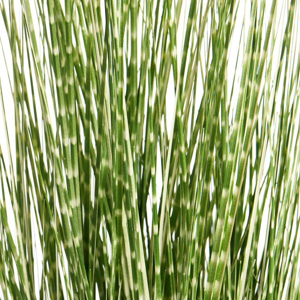 Zebragras Miscanthus sinensis Zebrinus mit charakteristischen Querstreifen auf den Blättern.