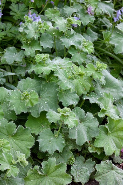 Alchemilla mollis 'Thriller', Frauenmantel, ca. 9x9 cm Topf