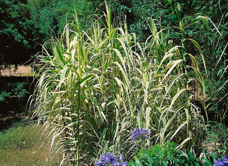 Chinaschilf mit gestreiften Blättern im Garten.