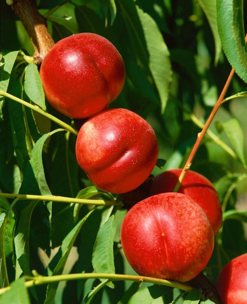 Prunus nucipersica 'Fantasia', Nektarine, 150–200 cm, saftig-süß