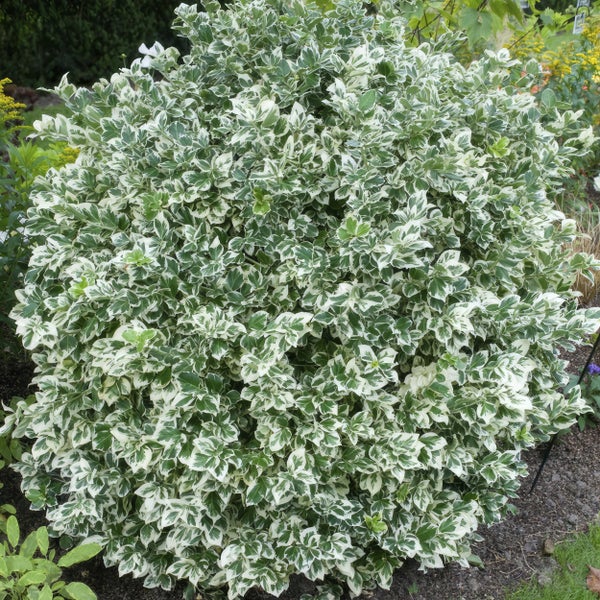 Bodendecker - Kriechspindel - Euonymus fortunei 'Emerald Gaiety' - 9cm Topf - Set mit 40 Pflanzen