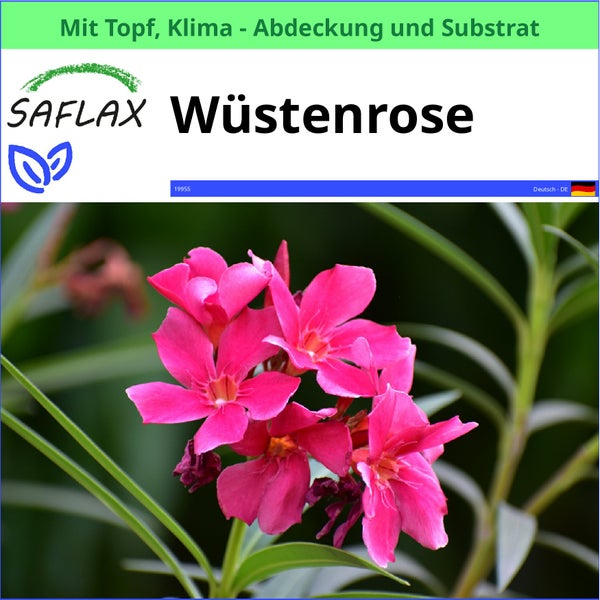 SAFLAX Garden to go - Wüstenrose - Adenium obesum - 8 Samen - Mit Topf, Klima - Deckel und Anzuchtsubstrat