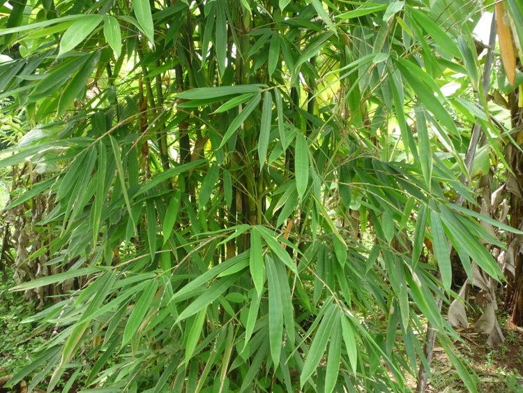 SAFLAX  - Kalkuttabambus - Dendrocalamus strictus - 50 Samen