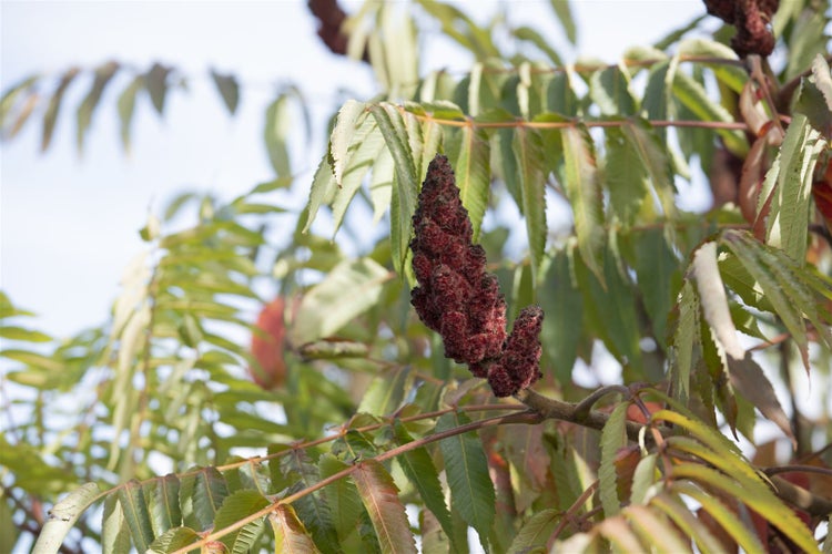 Rhus typhina 'Dissecta', Essigbaum, filigran, 60–80 cm
