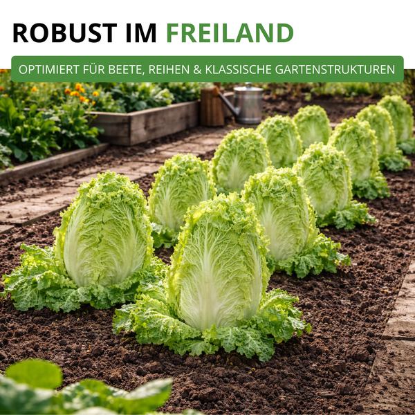 Chinakohl wächst in Reihen im Freiland. Text: Robust im Freiland, optimiert für Beete, Reihen und klassische Gartenstrukturen.
