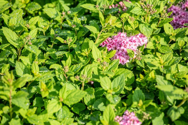 Nahaufnahme einer Spirea japonica Pflanze mit rosa Blüten und grünen Blättern
