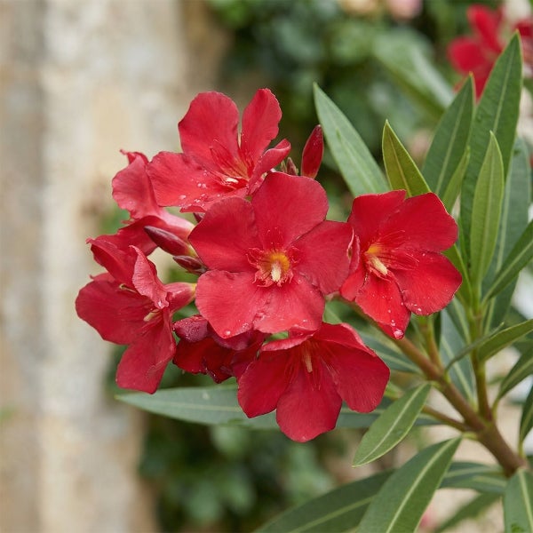 Oleander Nerium mit roten Blüten und grünen Blättern.