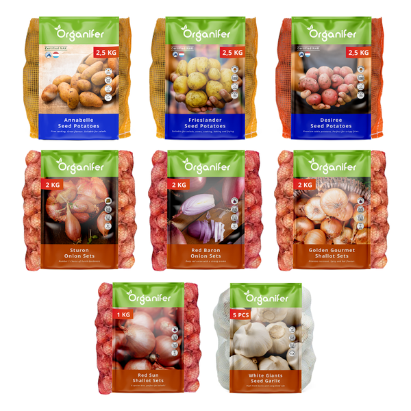 Kartoffeln auf der Erde und in einem Korb mit Bewässerungssystem