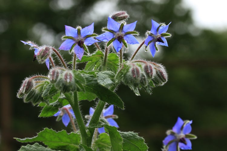 SAFLAX Geschenk Set - BIO - Borretsch - Borago officinalis - 40 Samen - Mit Geschenkbox, Versandaufkleber, Geschenkkarte und Anzuchtsubstrat